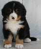 AKC Registered Bernese Mountain Dog For Sale Millersburg OH -Female Elsie