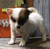 Pomeranian Mix For Sale Millersburg OH Female-Ava