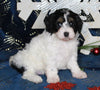 Cavapoo For Sale Millersburg OH Female-Katie CURRENTLY HOUSETRAINING