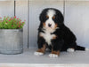 AKC Registered Bernese Mountain Dog For Sale Millersburg OH Male-Hank