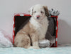 Aussiedoodle For Sale Holmesville, OH Male- Peanut