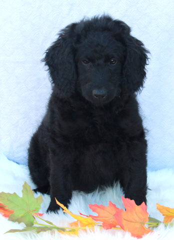Medium F1B Labradoodle For Sale Millersburg OH Female-Hailey