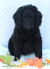Medium F1B Labradoodle For Sale Millersburg OH Female-Hailey