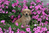 AKC Registered Golden Retriever For Sale Holmesville OH Female-Adele