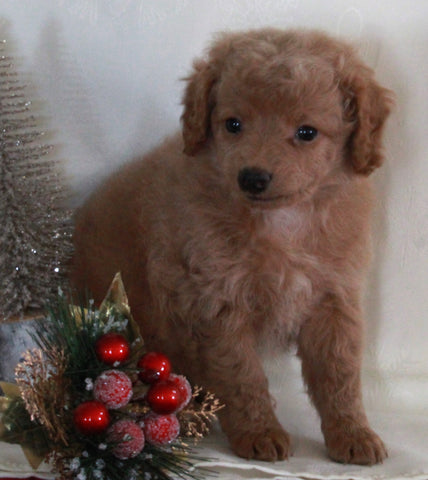 Bichpoo For Sale Fredericksburg OH Female-Tessa