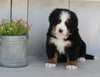 AKC Registered Bernese Mountain Dog For Sale Millersburg OH Male-Hank