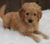 Mini Goldendoodle For Sale Millersburg OH Male-Lance
