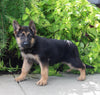 AKC Registered German Shepherd For Sale Millersburg OH Female-Noelle
