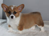 ACA Registered Pembroke Welsh Corgi For Sale Millersburg OH Male-Snoopy