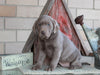 AKC Registered Silver Labrador Retriever For Sale Sugarcreek, OH Female- Stella
