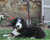 Bernedoodle For Sale Millersburg OH Female-Rachelle
