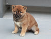 AKC Registered Shiba Inu For Sale Millersburg, OH Female- Cinnamon