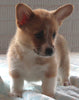 Pembroke Welch Corgi For Sale Millersburg OH Male-Felix