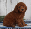 AKC Registered Toy Poodle For Sale Millersburg OH Male-Charles