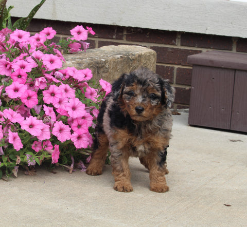 F1B Mini Aussiedoodle For Sale Applecreek OH Female-Fiona