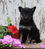 German Shepherd Husky For Sale Millersburg OH Male-Luther