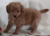 Bichpoo For Sale Fredericksburg OH Female-Tessa