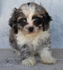 Cockapoo For Sale Millersburg OH Female-Casey