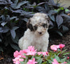 AKC Registered Standerd Poodle For Sale Millersburg OH Female-Destiny