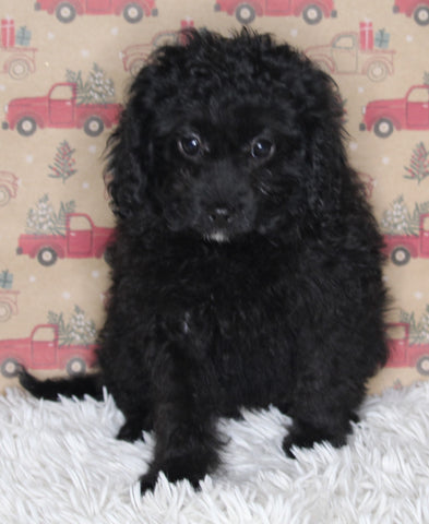 F1B Cavapoo For Sale Sugarcreek OH Female-Minnie