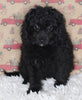 F1B Cavapoo For Sale Sugarcreek OH Female-Minnie