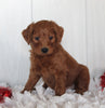 Goldendoodle For Sale Fredericksburg OH Male-Charlie