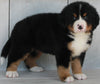 AKC Registered Bernese Mountain Dog For Sale Millersburg OH -Female Elsie