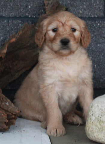Standard Goldendoodle For Sale Fresno OH Male-Nicholas