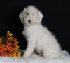 F1B Medium Labradoodle For Sale Millersburg OH Female-Flurry