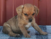 Beabull For Sale Wooster OH Female-Marie