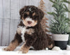 Bernedoodle For Sale Dundee OH Male-Arthur