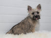AKC Registered Cairn Terrier For Sale Millersburg, OH Male- Austin