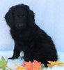 Medium F1B Labradoodle For Sale Millersburg OH Female-Hailey
