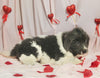 AKC Registered Newfoundland For Sale Millersburg OH Female-Bella