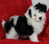 Mini Aussiedoodle For Sale Applecreek OH Male-Benji