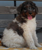 AKC Registered Standard Poodle For Sale Millersburg OH -Female Suzie
