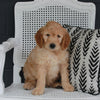 Goldendoodle For Sale Fresno OH Male-Maverick