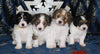 Cavapoo For Sale Millersburg OH Male-Kaleb