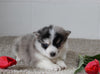 Pomsky For Sale Holmesville OH Female-Julia