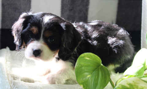 Cavachon For Sale Fredericksburg OH Female-Sammi