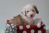 Aussiedoodle For Sale Holmesville, OH Male- Peanut
