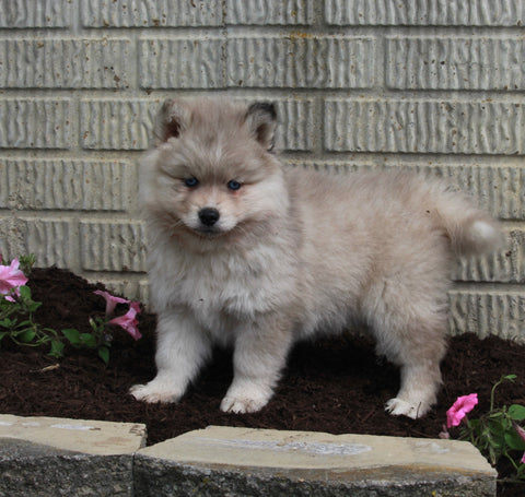 Pomsky For Sale Holmesville OH Male-Bear
