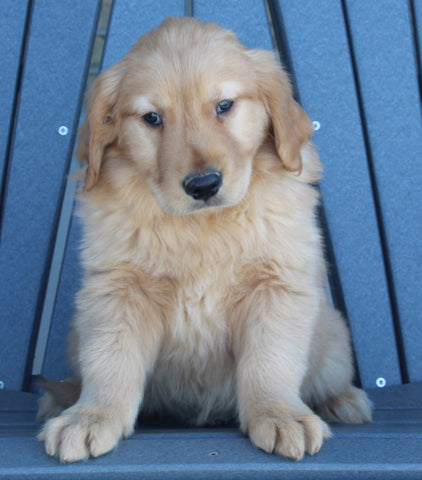 AKC Registered Golden Retriever For Sale Millersburg OH Male-Jordan