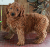 F1B Mini Goldendoodle For Sale Sugarcreek OH -Female Willow