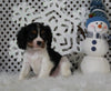 AKC Registered Cavalier For Sale Fredricksburg OH Male-Brody