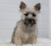 AKC Registered Cairn Terrier For Sale Millersburg, OH Male- Austin