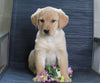 Labrador Retriever Mix For Sale Fredericksburg, OH Male- Cody