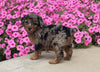 F1B Mini Aussiedoodle For Sale Applecreek OH Female-Fiona