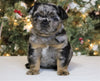 AKC Registered 'Fluffy' French Bulldog For Sale Fredericksburg OH Female-Luna