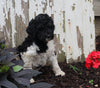 AKC Registered Standerd Poodle For Sale Millersburg OH Female-Diana